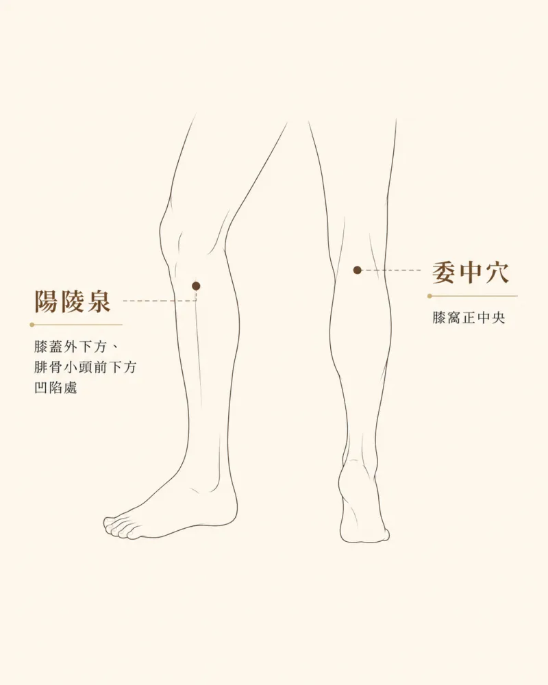 運動後肌肉痠痛穴位圖：陽陵泉與委中穴位置示意